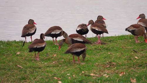 Flock of Blackbellied Whistling Ducks By the Lake in Tres Lagoas Brazil