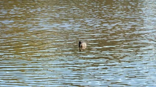 Common coot (fulica atra), floating and swimming on the rippling freshwater lake, diving into the wa