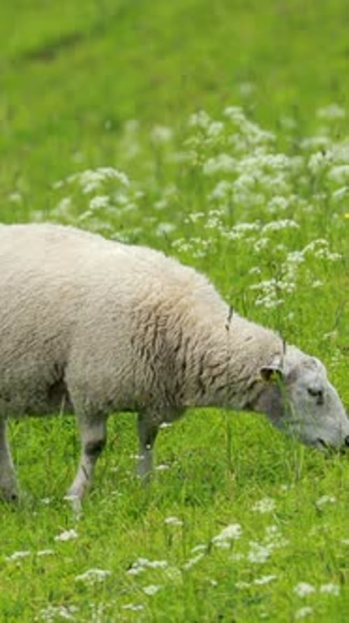 Norway Domestic Sheep Grazing In