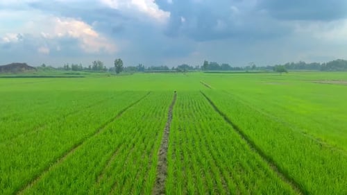 green and fresh rice plants in the rice fields