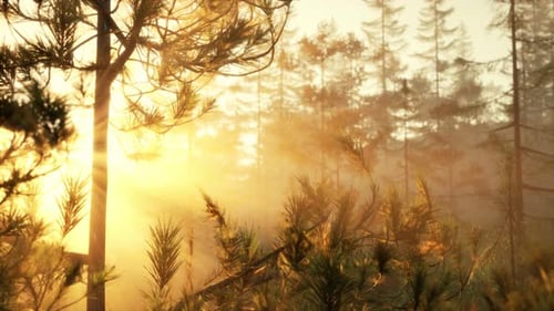 Sunbeams Streaming Through the Pine Trees