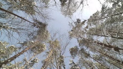 Cielo 4K a 50 FPS visible a través de pinos en el bosque nevado de invierno en un hermoso día (Cámara lenta)