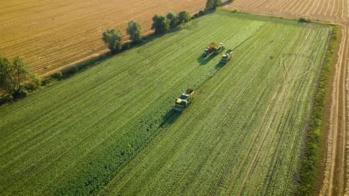 Three Modern Combine Harvesters and Tractor with Trailer Collects String Beans at Green Agricultural