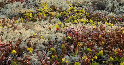 Primer plano de los
líquenes de la tundra ártica. Se encuentra principalmente en áreas de la tundra ártica, la tundra alpina,
es