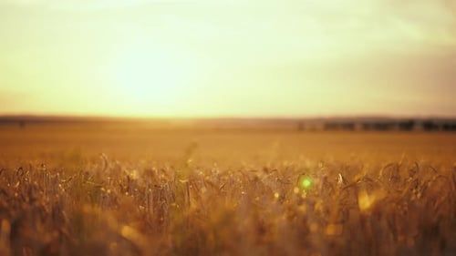 Reife Weizenähren, die im Sommer auf einem landwirtschaftlichen Feld im Wind schwanken, Agrarfarm ernten und