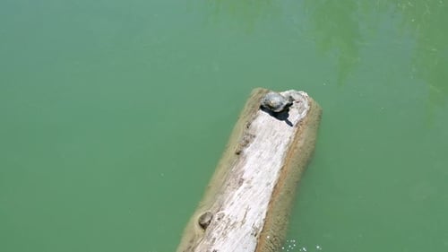 Top View of a Turtle on a Log in the Lake