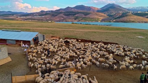 Aerial View of Sheep Flock in a Farm Pen by the Lake