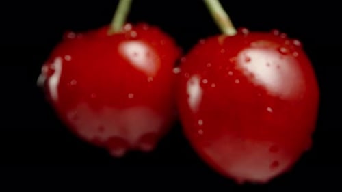 Slow focus on two cherries on a branch, against a black background, close-up shot.