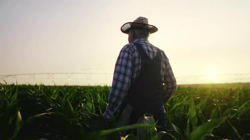 Farmer Walking Through Cornfield at Sunrise