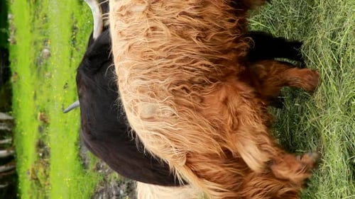 Highland Cattle Grazing in Lush Green Pasture