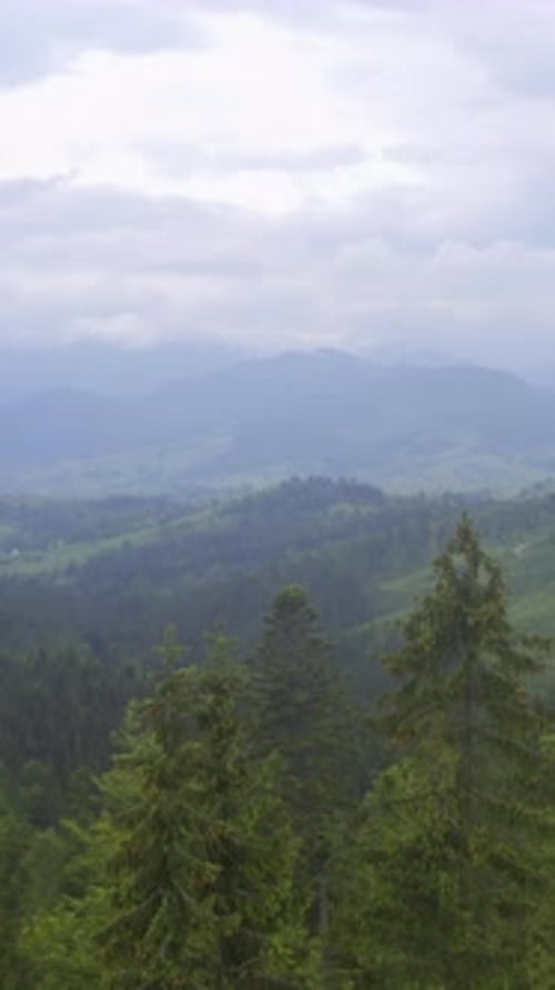 Ruhige Landschaft mit hohen Bäumen und sanften Hügeln Friedliches grünes Waldland mit Bergketten und