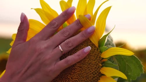 Woman Sunflower Field Woman Agronomist and Farmer Inspect Cultivated Sunflowers at Sunset Closeup of