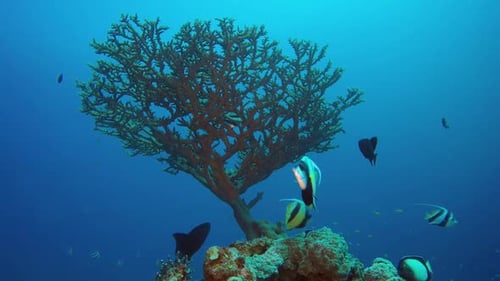 Blue background Bannerfish