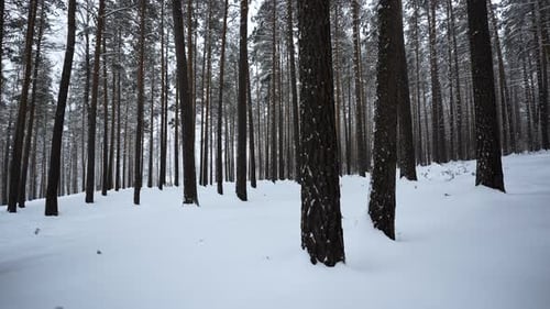 Beautiful view in winter forest in snowfall. Media. Winter forest in snowy weather.