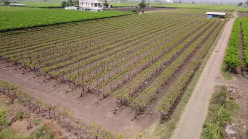 Paysage agricole de vignobles, Inde