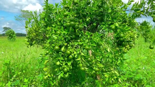 fresh orange fruit on the tree