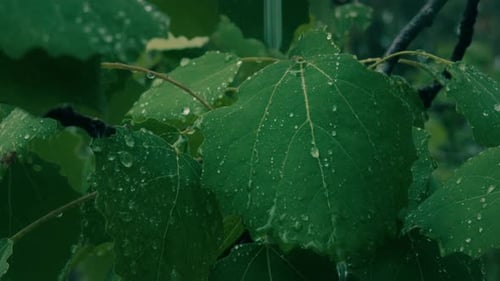 Aufnahme von Regentropfen, die auf eine Gruppe grüner Blätter in einem Laubwald fallen. 4K