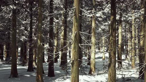 Sunset or Sunrise in the Winter Pine Forest Covered with a Snow
