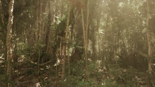 Lush Jungle Landscape in Southern China Teeming with Diverse Flora and Sunlight