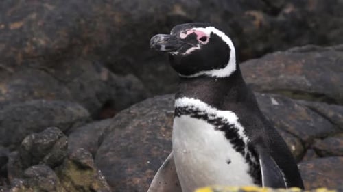 Magellanic Penguin Standing on Rocks in Nature