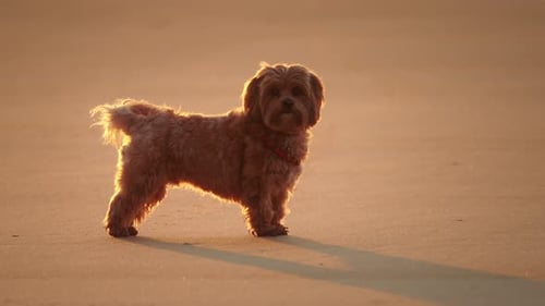 Fluffy brown Havanese dog enjoying sandy beach at beautiful golden sunset hour.