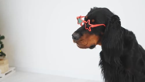 Dog Wearing Star Glasses Beside Christmas Tree
