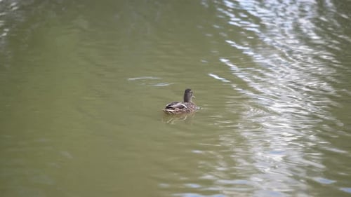 Einsame Ente schwimmt auf ruhigem, reflektierendem Wasser