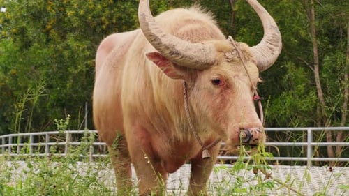 Large White Buffalo Eating Green Plants near Fence in Low Eye Level Angle with Soft Daylight,