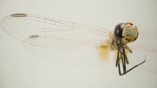 Close-up of a brown dragonfly on a white background, isolated. Dolly slider extreme close-up.