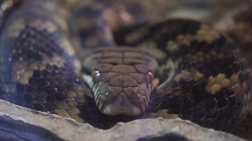 Close Up of a Coiled Snake