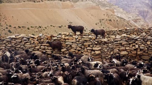 Herd Of Goats Near Pile Of Stones With Desert Mountain Slopes Behind