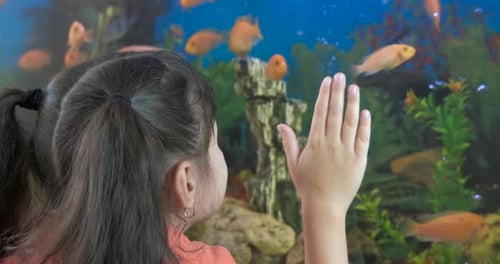 Fish Ecosystem in Home Aquarium