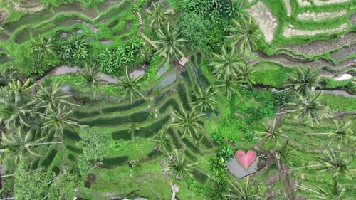 Aerial view of touristic rice terraces in Bali, Indonesia