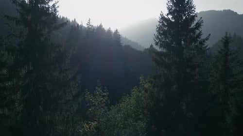 Zumbido Cinemático: Vista de un Bosque, Árboles, Paisajes y Paisajes