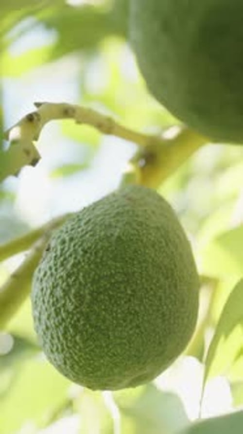 Vertikales Video. Nahaufnahme einer Avocado am Baum, umgeben von dichtem Laub
.