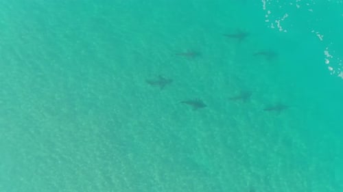 A drone view of sharks swimming in clear water, Hadera in Israel