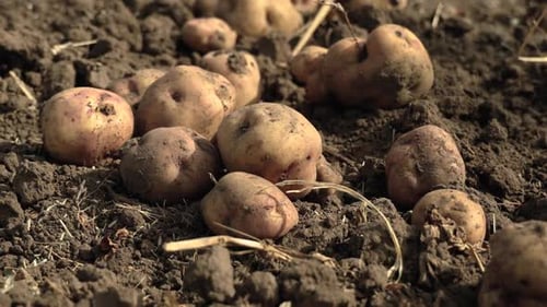 Fresh Organic Potatoes Harvested From Rich Soil On A Farm