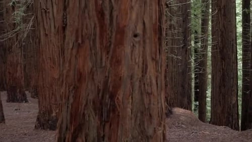 Forêt de séquoias avec des arbres imposants créant une atmosphère boisée paisible et expansive