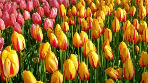 Blooming Tulips in Flower Garden