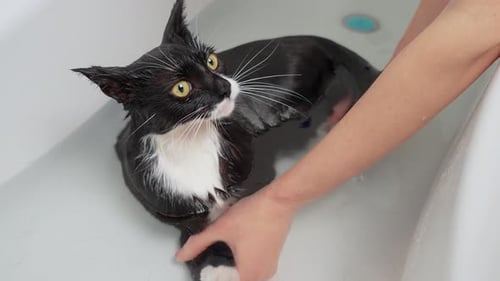 Cat getting bathed in a white tub
