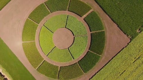 Field with agricultural plants grown on circle field.