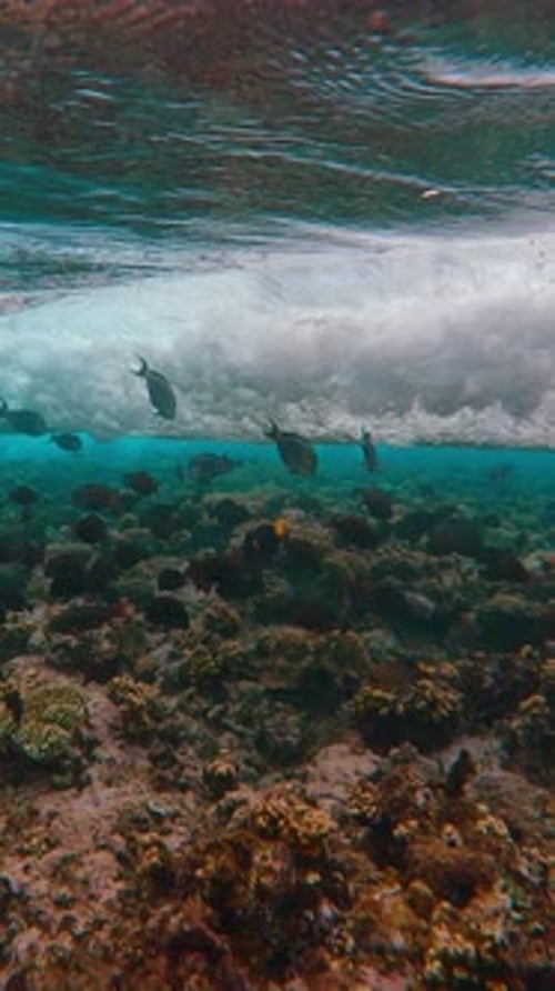 Powerful wave swirling in spiral rushes over shallow coral reef, tropical fish swim on reef