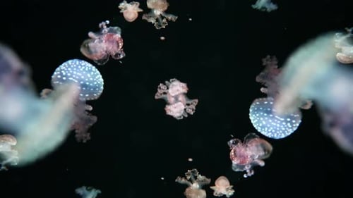 Quallen im Aquarium
