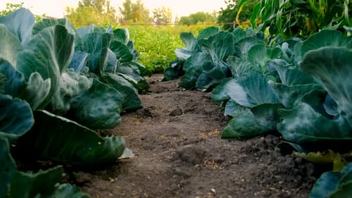 Cabbage Harvest in the Garden Selective Focus