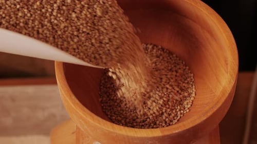 Closeup Shot of Treatment of Seeds of Cereals Rye Barley Wheat Against Diseases and Insects Using