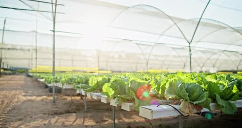 Lettuce, greenhouse and growth of garden for agriculture, sustainable and organic produce
