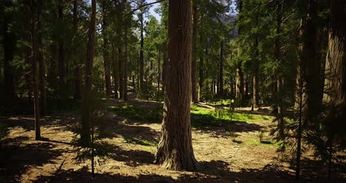 Sunlight Filters Through Tall Trees in a Serene Forest Landscape
