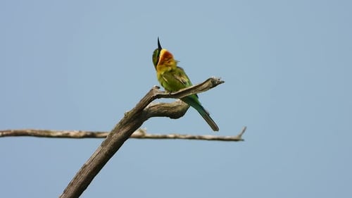 Green Bird Perched on Branch