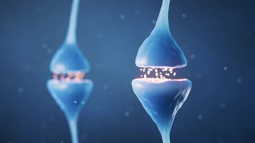 Synapse of neuron cell