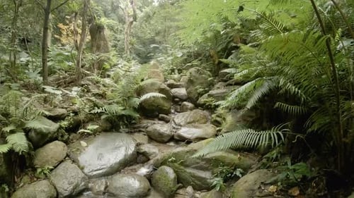 Small stream flowing over big rocks surrounded by green forest vegetation